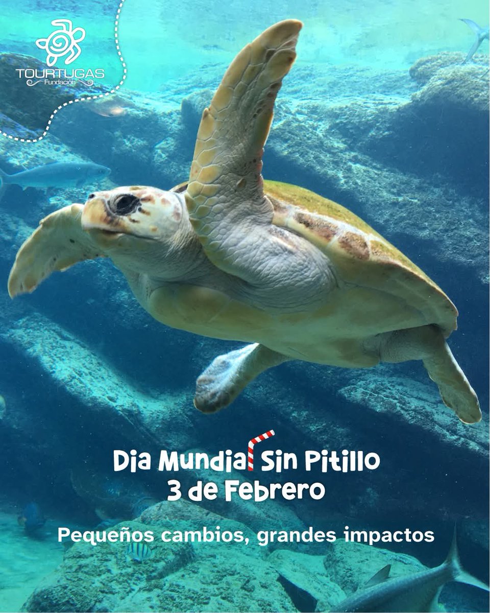 ¿Sabías que un pequeño gesto puede salvar una #tortugamarina? 🐢🌊
A propósito del #DíaMundialSinPitillo recuerda que el plástico de un solo uso tiene un costo muy alto para nuestros océanos. El cambio empieza en nuestra mesa.
#SinPitilloPorFavor #MenosPlásticoMasTortugasMarinas