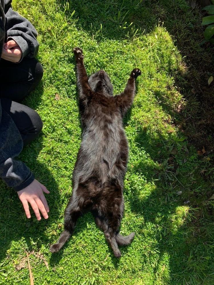 visualscat's tweet image. 