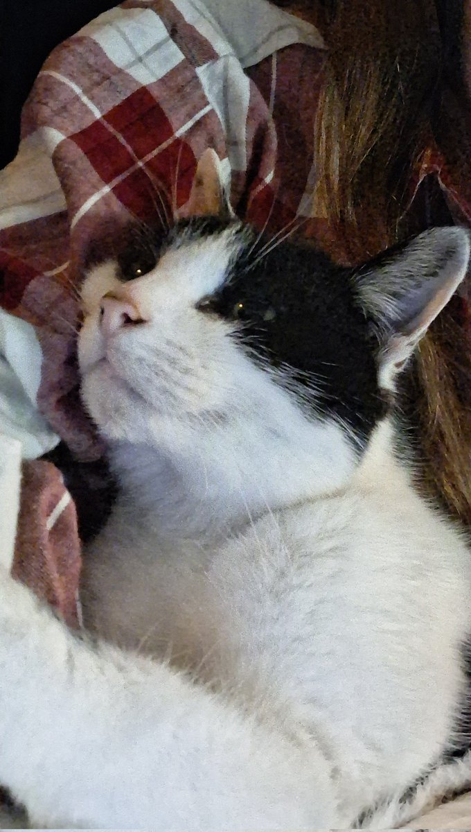 Badb Catha 🇮🇪 tweet media