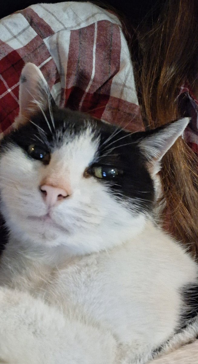 Badb Catha 🇮🇪 tweet media