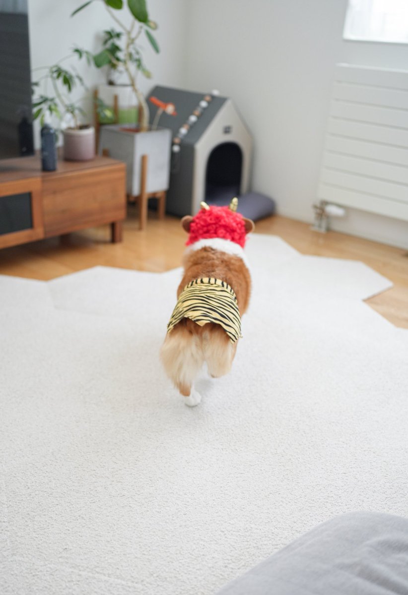 noel_corgi's tweet photo. 鬼は〜そと
福は〜うち

お家に帰る鬼さん👹 https://t.co/yhkZq4Tazn