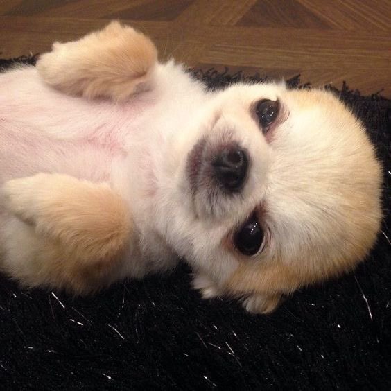 나 요즘 빠진거 : 젤리얼먹