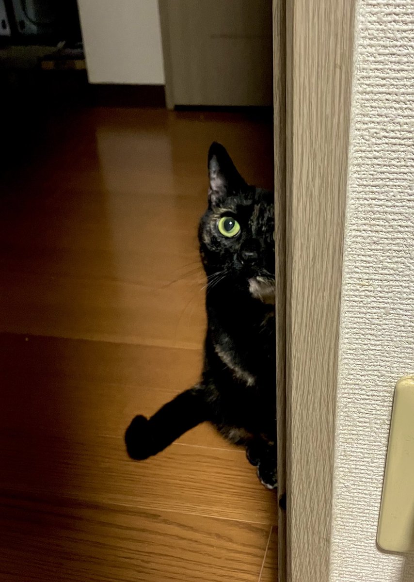 TTomoecarl's tweet photo. 隙間をあけているのに、
いつも気づいてくれるまで鳴きもせず部屋の外でずっと待ってるビビちゃん
寒いから入っておいで〜💦
#サビ猫 https://t.co/k0Z1l44o8t