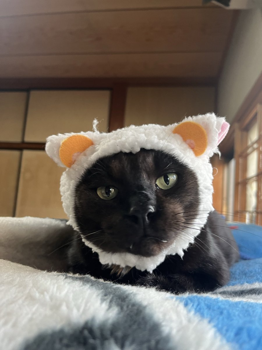 Nissy7422's tweet photo. @MiniraDiary 被り物してますぅ！ https://t.co/rgHhDj7ZvL