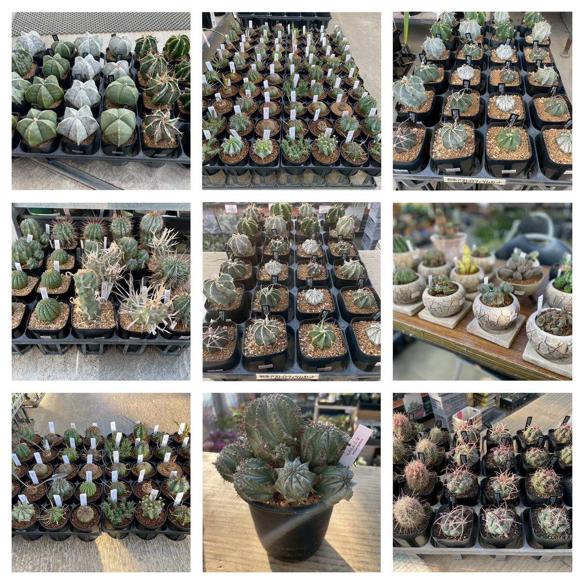 サボテン各種入荷しました😄
