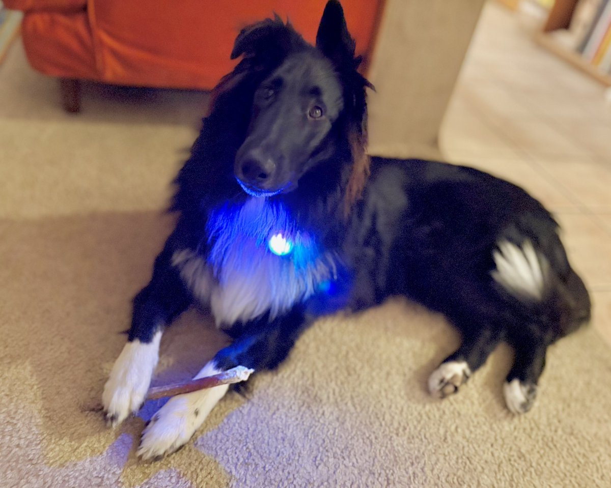 WilmaBenton19's tweet photo. Since I have black fur, my mom can’t see me in the yard at night so she clips these little lights to my collar. She calls them my “fog lights” 🤭
#dogsofx #dogsoftwitter https://t.co/73lCGGR62S