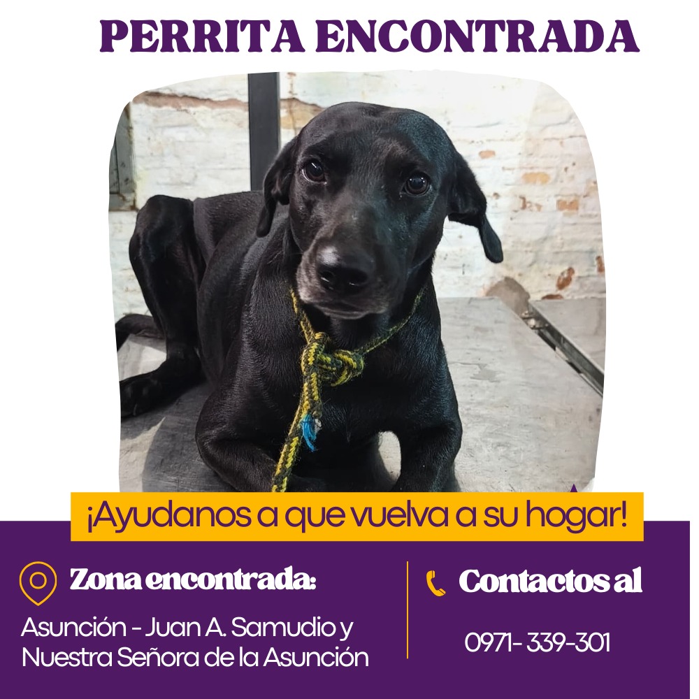 ¡Perrita encontrada busca a sus dueños! 🐾

Se encontró a esta perrita negra en la zona de Asunción (Juan A. Samudio y Nuestra Señora de la Asunción). Si la conoces o sabes quiénes son sus dueños, por favor comunícate de inmediato.

📞 Contacto: 0971-339-301