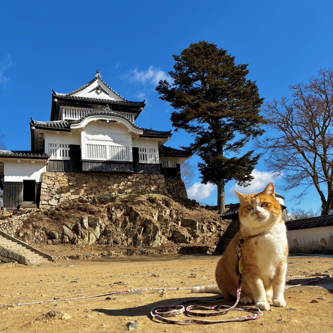 備中松山城 猫城主 さんじゅーろー (@sanju_ro_) / Posts / X