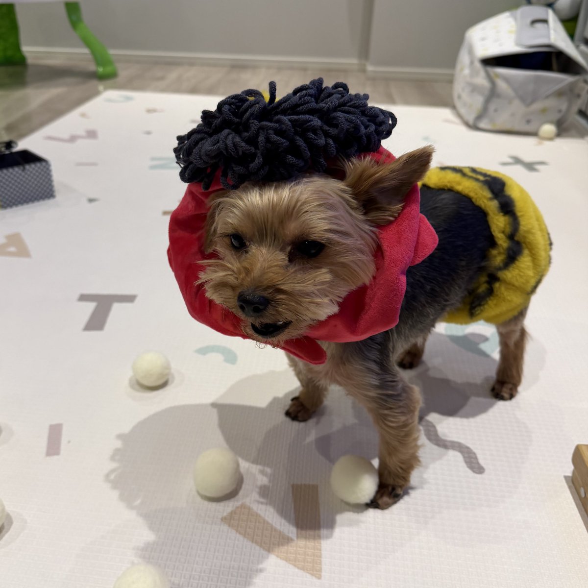 ponzoo0728's tweet photo. 我が家にも鬼がきました👹
#ヨークシャーテリア #ヨーキー #犬のいる暮らし #ワンちゃん大好きさんと繋がりたい #豆まき #節分 https://t.co/OiXNeuxT8S