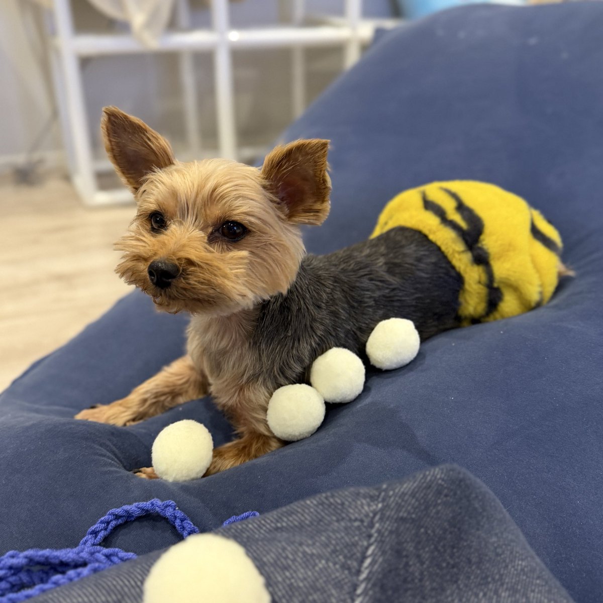 ponzoo0728's tweet photo. 我が家にも鬼がきました👹
#ヨークシャーテリア #ヨーキー #犬のいる暮らし #ワンちゃん大好きさんと繋がりたい #豆まき #節分 https://t.co/OiXNeuxT8S