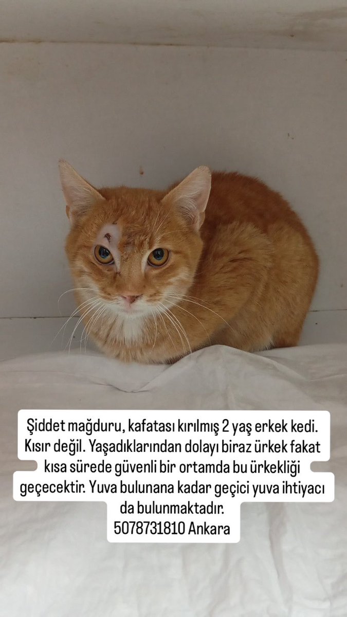 ANKARA ŞİDDET MAĞDURU KEDİ 

Kafatası kırılmış olarak bulunan 2 yaş civarı erkek kedinin tedavisi bitti. Tekrar bulunduğu yere dönmemesi için geçici/kalıcı yuva arıyoruz. 

İletişim: 5078731810