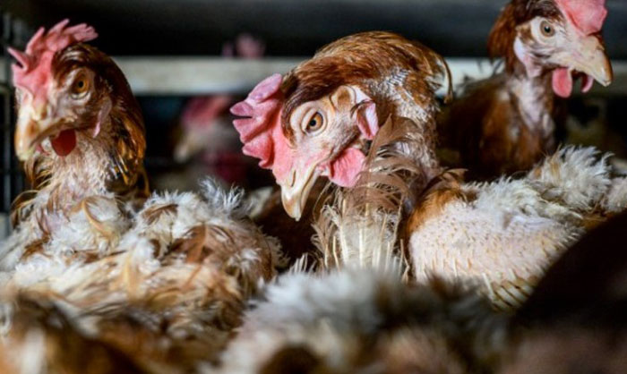 Juan Ruiz Celis tweet media