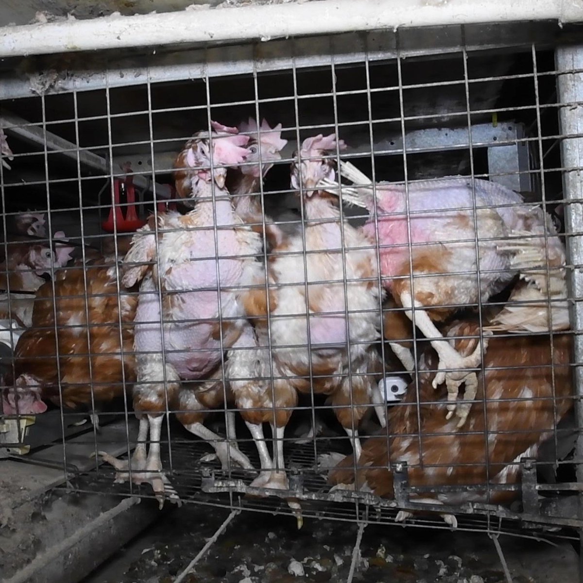 Juan Ruiz Celis tweet media