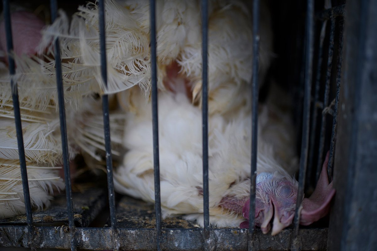 Los almacenes Makro (<a href="/makrocolombia/">Makro Colombia</a>), propiedad del grupo empresarial holandés SHV, utilizan el sistema de “jaulas en batería” para la producción masiva de huevos, lo que vulnera gravemente los derechos de bienestar animal y se aprovechan de los vacíos legislativos en Colombia,