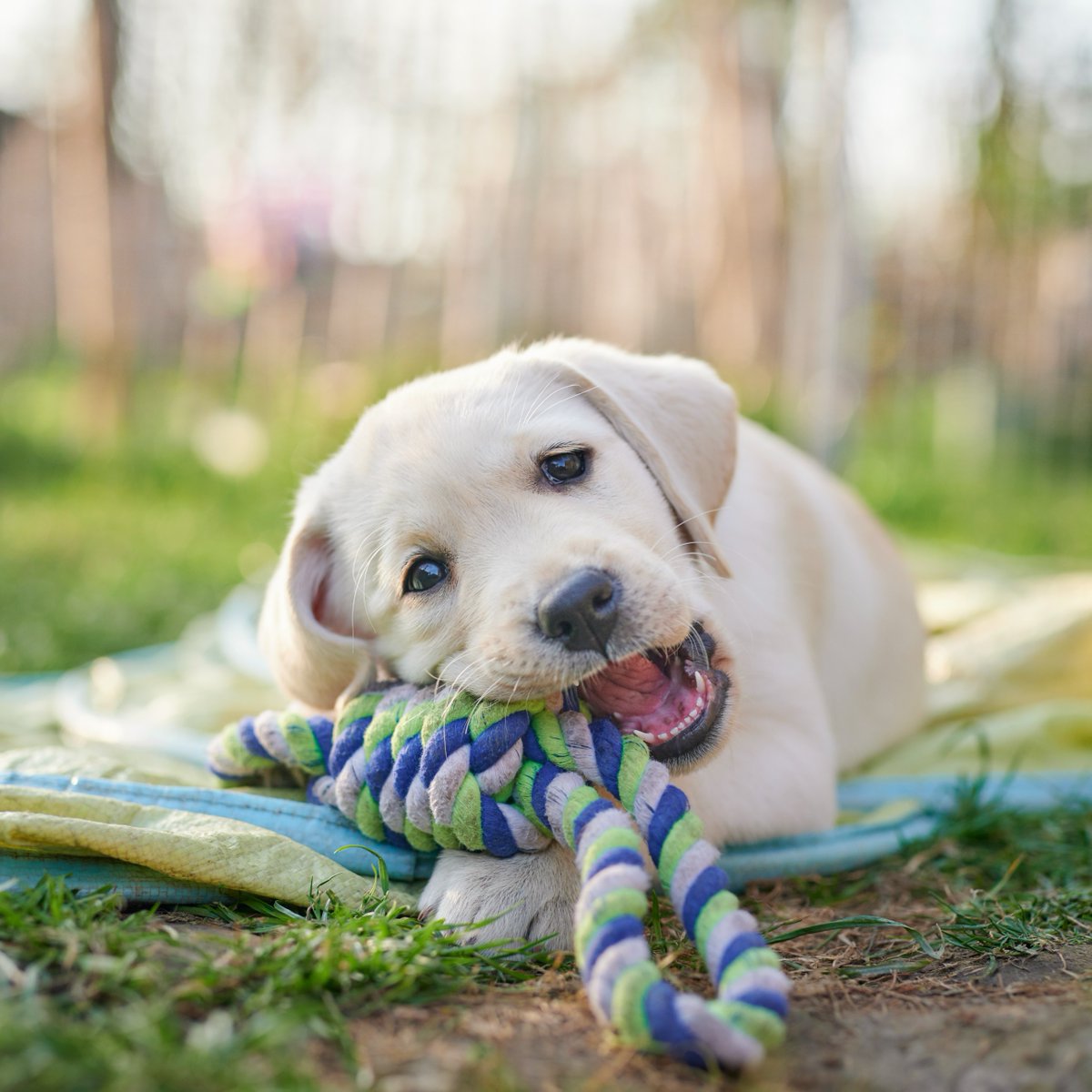AnimalPlanet's tweet image. MVP Puppy Bowl athlete in training 💪

Don't miss #PuppyBowl Sunday at 2p ET | 11a PT on Animal Planet.

📸: Uwe Krejci

#puppy #Labrador
