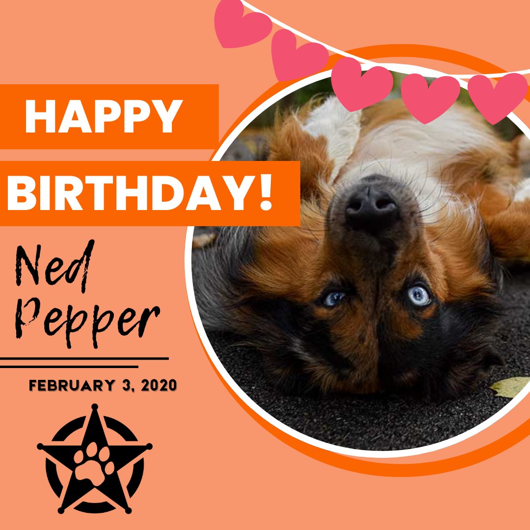 Pete's Pet Posse tweet media