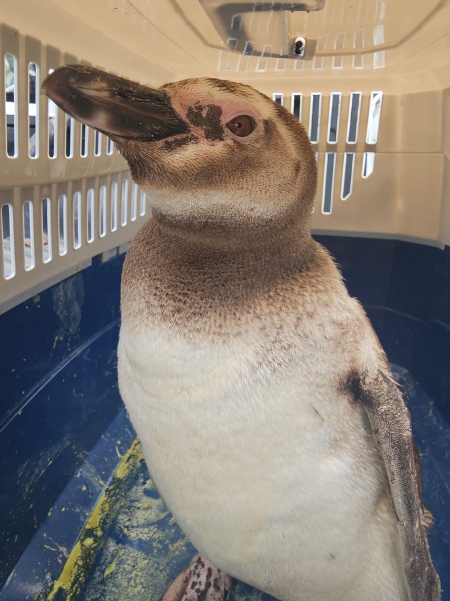 Con mis colegas de <a href="/sernapesca/">Servicio Nacional de Pesca y Acuicultura 🇨🇱</a> fuimos a San Carlos, cerca de Corral, para auxiliar a este pingüino que estaba aguachado en una bodega pasado de frío porque estaba en cambio de plumaje.

Fue llevado al CEREFAS de la <a href="/UAustraldeChile/">Universidad Austral de Chile</a> e para que esté calentito durante este proceso.