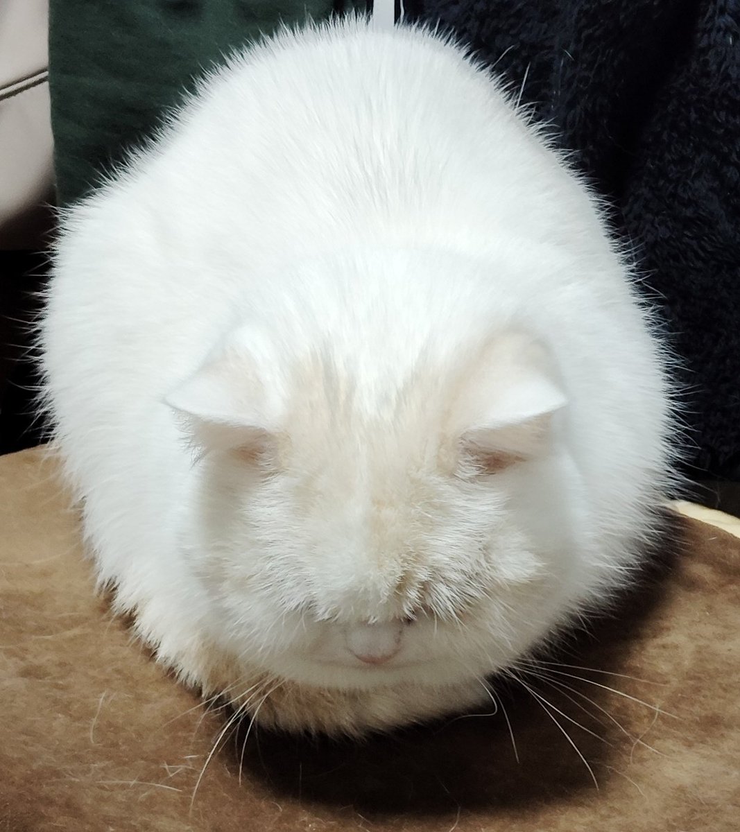 福ちゃん (@fukuchanwhite) / Posts / X