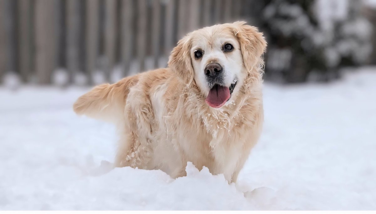 Courtney, Gracie & Patrick 🇨🇦🍁❄️☃️ tweet media