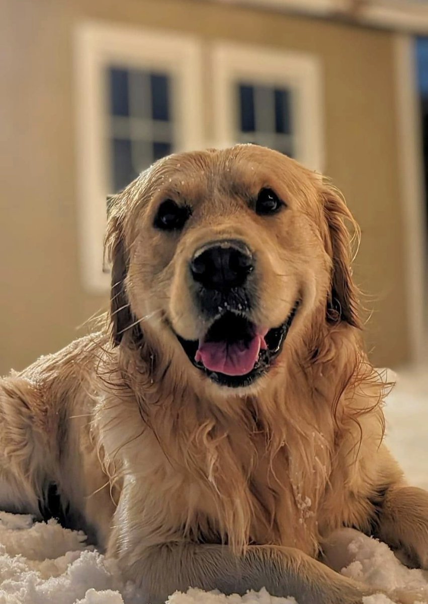 Courtney, Gracie & Patrick 🇨🇦🍁❄️☃️ tweet media