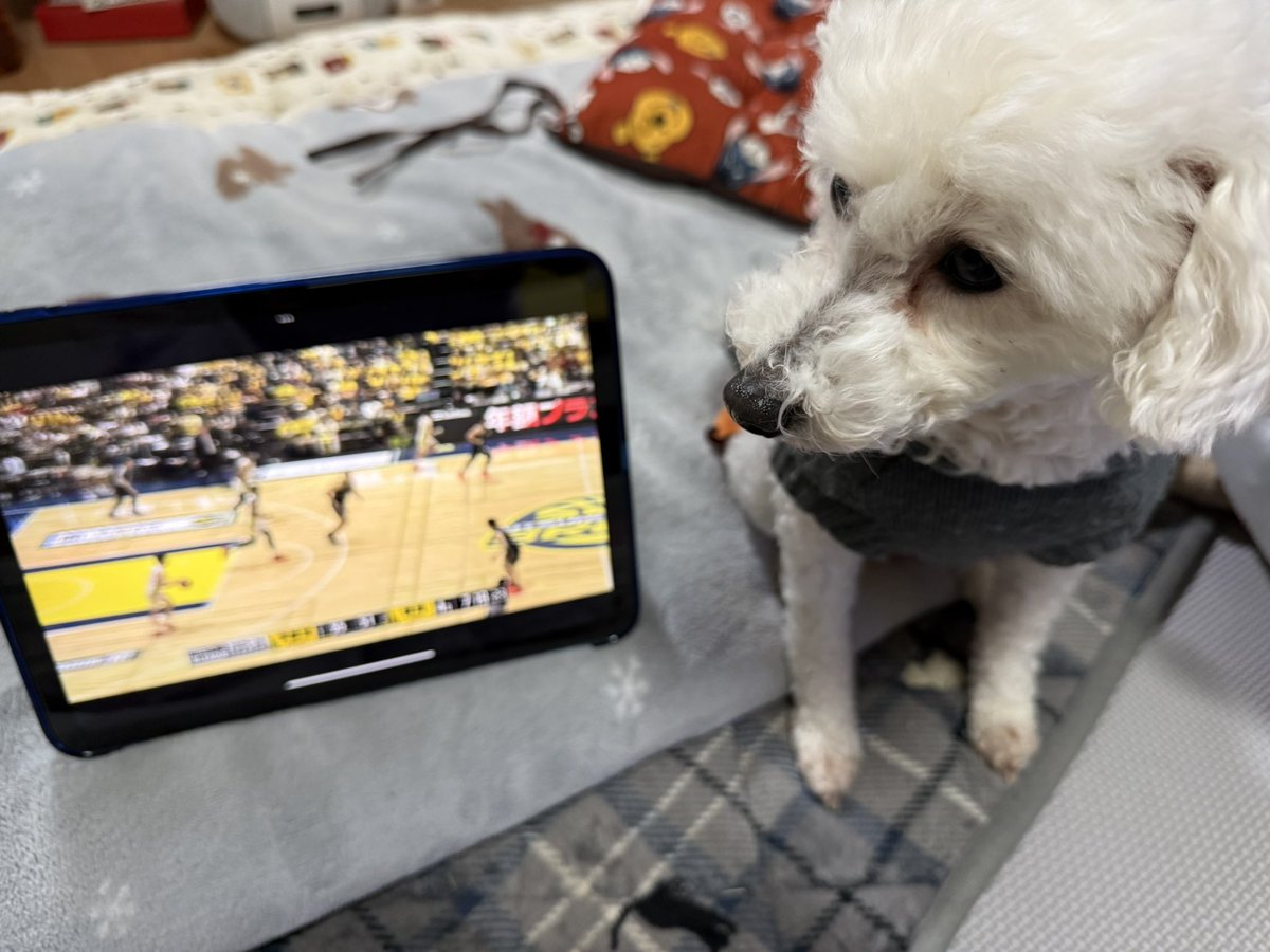 asm_makosa's tweet photo. こないだの試合の見逃し配信を見ている🏀

さくら🐶「あたしには全く分��らないわ…」

 #トイプードル
 #犬のいる暮らし
 #犬好きな人と繋がりたい 
 #Bリーグ にわか笑 https://t.co/RzCAPJu98w