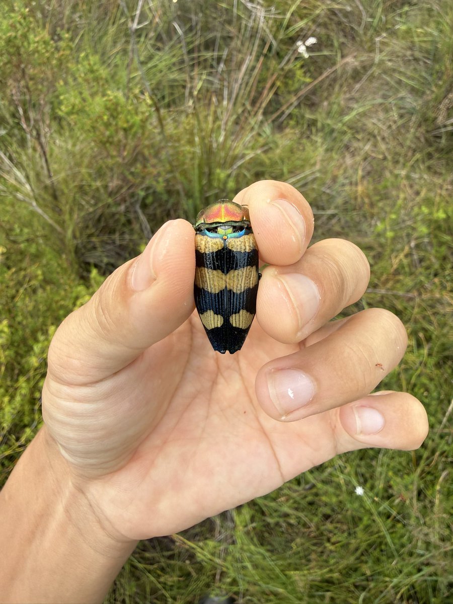 OZGAIDO's tweet photo. クイーンズランド州東南部沿岸の湿地に生息しているムカシタマムシたち

Temognatha spencii (珍種)
Temognatha obesissima
Stigmodera sp. https://t.co/9j8bWHsM5l