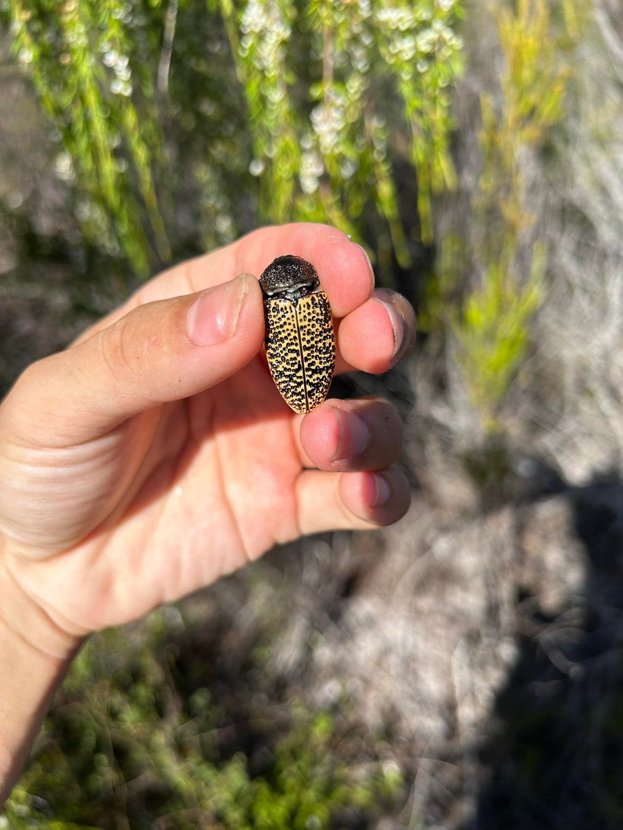 OZGAIDO's tweet photo. クイーンズランド州東南部沿岸の湿地に生息しているムカシタマムシたち

Temognatha spencii (珍種)
Temognatha obesissima
Stigmodera sp. https://t.co/9j8bWHsM5l