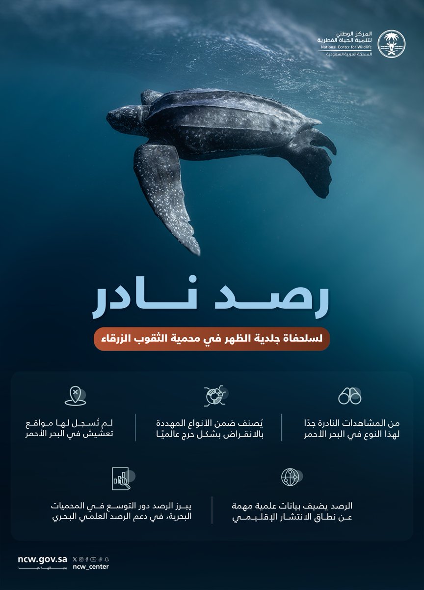 NCW_center's tweet photo. في ظاهرة نادرة، المركز يوثق سلحفاة جلدية الظهر في محمية الثقوب الزرقاء بالبحر الأحمر، ضمن جهوده في استكشاف التنوع الأحيائي البحري وتعزيز قاعدة البيانات العلمية

#بحياتها_نحيا https://t.co/tOMnCVEwHW