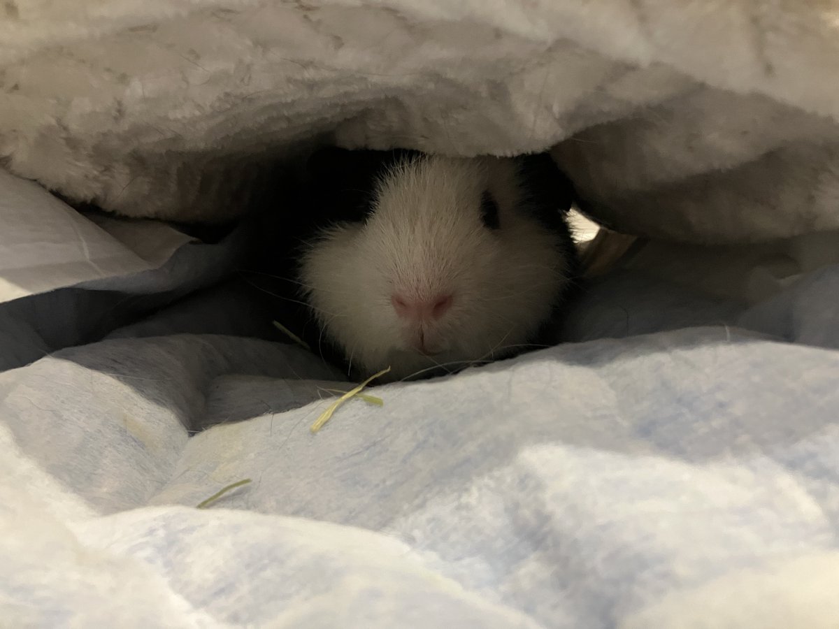 _mortissimo's tweet image. 🐼モルモットンネル最高～