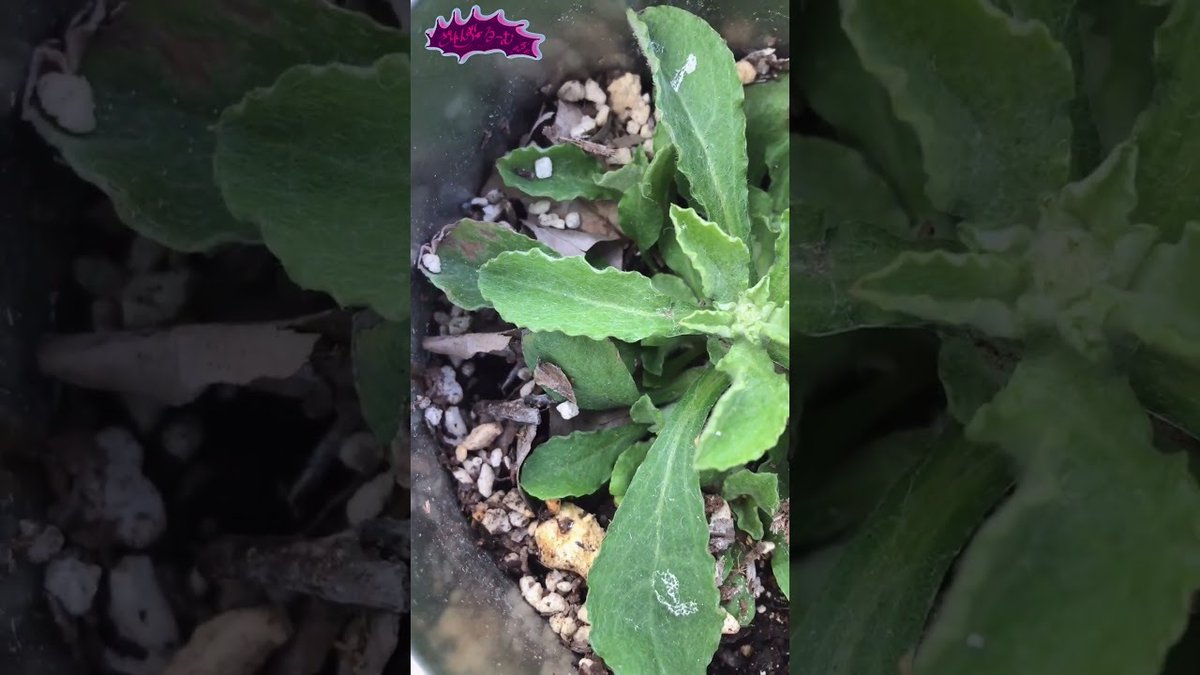 コチラ自動投稿 (再告知版)】 ざれんず・るーむ出ています！ お暇が