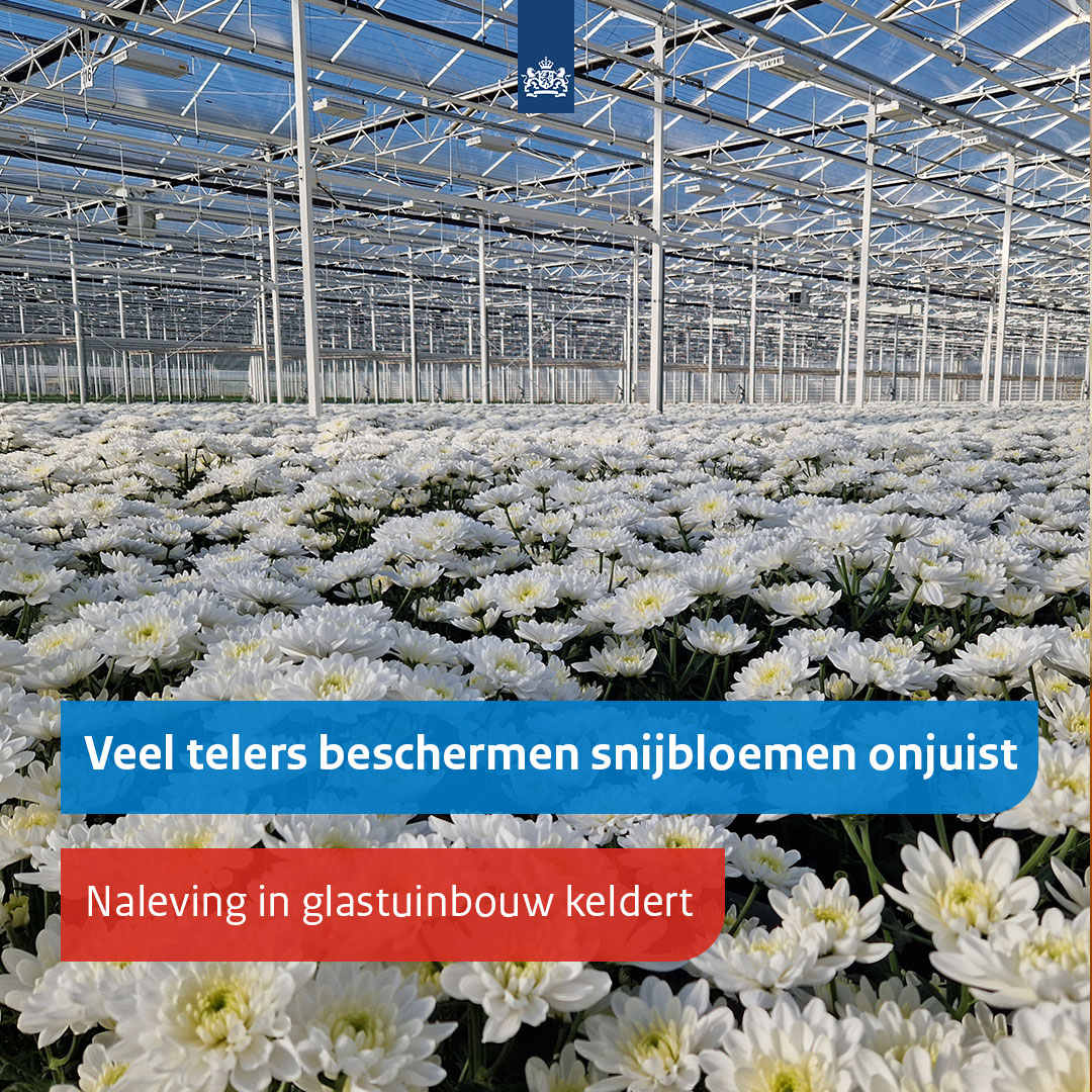 _NVWA's tweet photo. Het merendeel van de bloementelers in de glastuinbouw houdt zich niet aan de wet- en regelgeving van gewasbescherming. De naleving daalt al jaren. In 2019 hield 60% van de telers zich nog aan de regels. In 2024-2025 is de naleving 39%. Meer hier 
👉 https://t.co/JYzw0LFF02 https://t.co/TJPwBfJ0zG