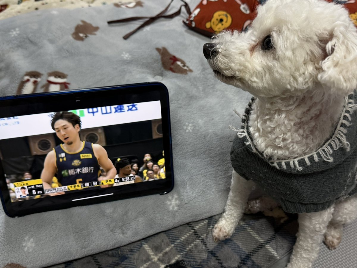 asm_makosa's tweet photo. さくら🐶「ひえじまさんよ！」

 #トイプードル
 #犬のいる生活 
 #犬好きな人と繋がりたい 
 #Bリーグ
 #比江島慎
 #宇都��ブレックス https://t.co/3xOSm9BoOG