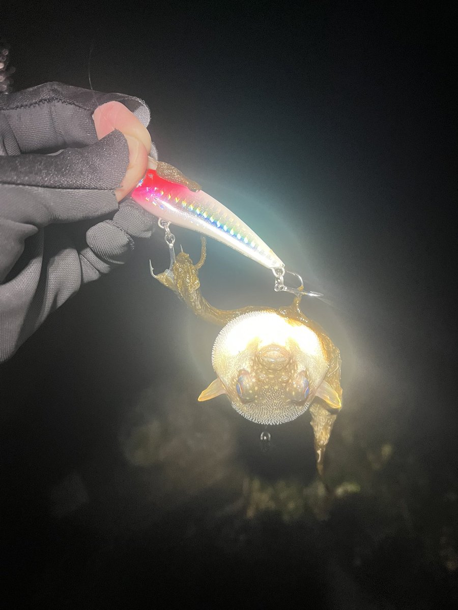 choka520's tweet image. ハゼパターンのシーバスを探して…。
サイズは良かったけど、水温のせいかあまり引かない感じ😅
#MajorCraft
#タイドリフト5G