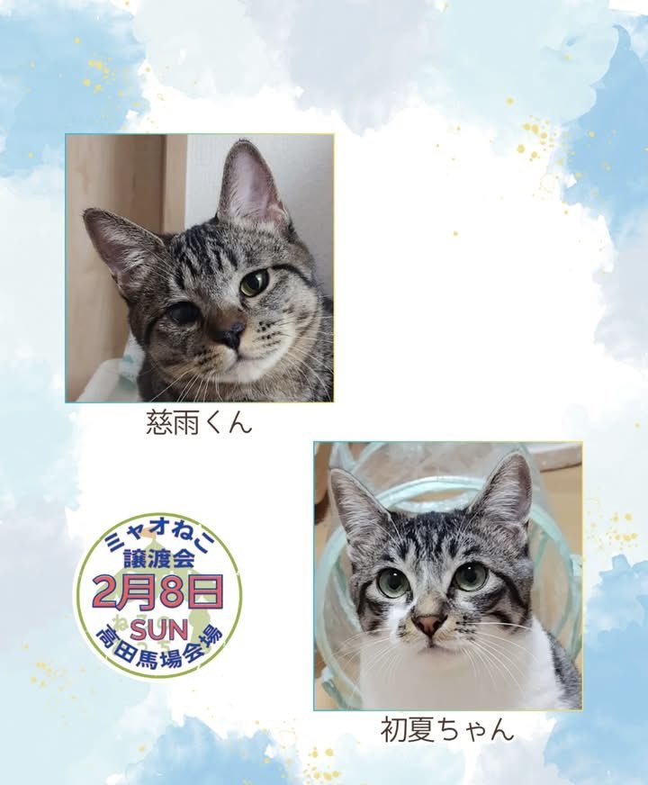 myaoneko55's tweet photo. 2月8日(日)譲渡会参加ฅ^•ω•^ฅ

それぞれの猫さん情報は
https://t.co/VoJUapGQPl
👆こちらよりご確認くださいね♡
⠀
#ミャオねこ #保護猫譲渡会 #里親募集中
#東京都 #高田馬場 https://t.co/C0PTFSS6VO