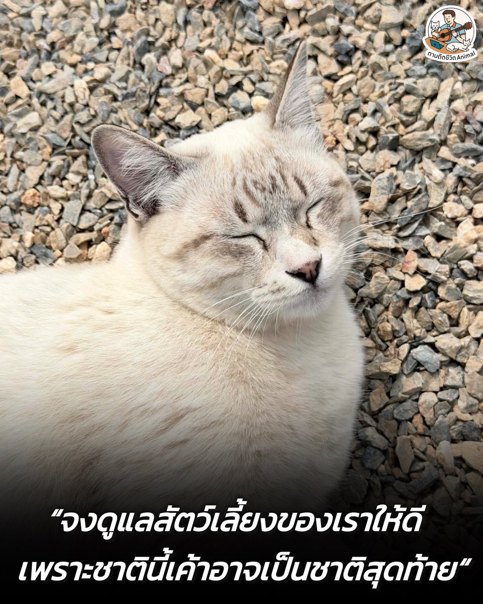 จงดูแลพวกเค้าให้ดี เพราะชาตินี้เค้าอาจเกิดมาชาติสุดท้าย 🐱🐶😇
อาณาจักรสัตว์โลก มีม&amp;สาระ By ตามติดชีวิตAnimal
เคยได้ยินเรื่องเล่าที่ทำให้ใจฟูเรื่องนี้ไหมฮะ มีความเชื่อต่อๆ กันมาว่า น้องหมาน้องแมว ที่ได้มาเกิดเป็นสัตว์เลี้ยง มีบ้านให้อาศัย มีเจ้าของที่คอยรักและดูแล