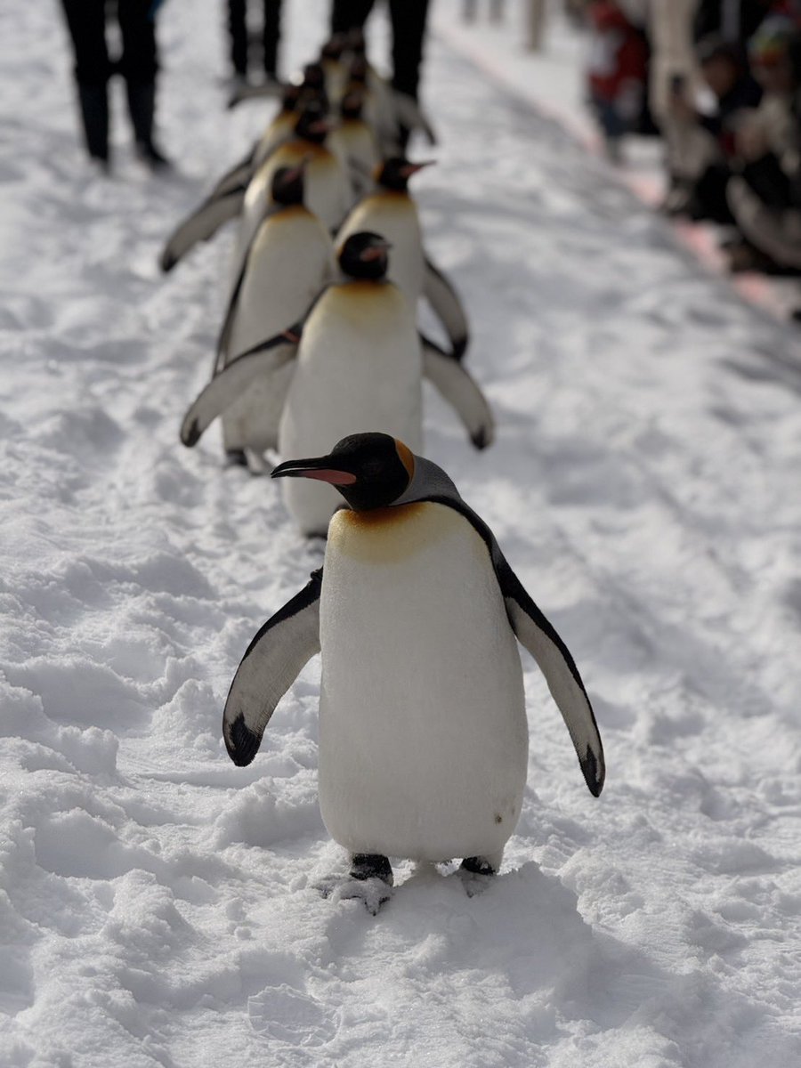 本日のキングペンギン🐧 #旭山動物園 #asahiyamazoo #キングペンギン