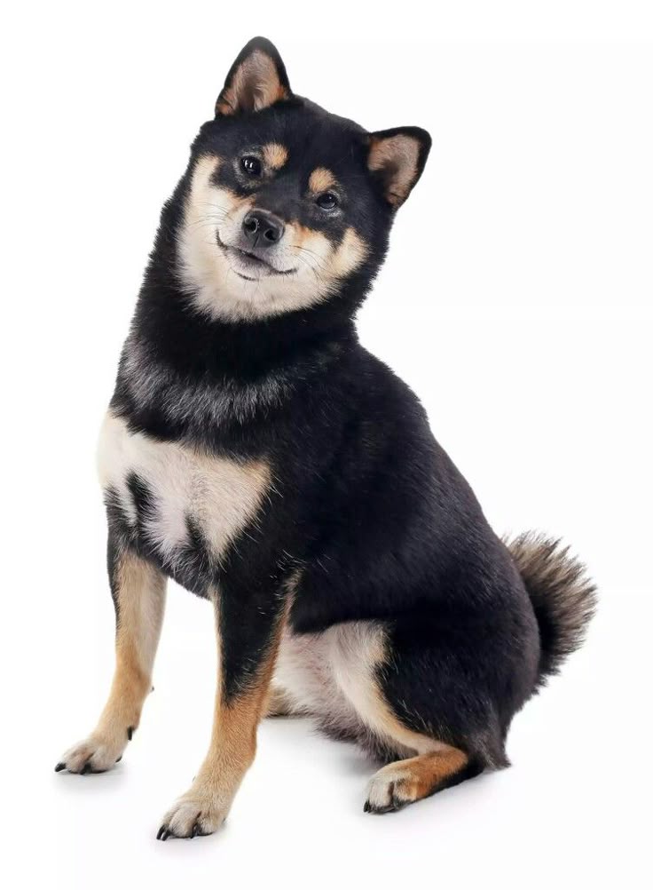 犬に転生したザフー