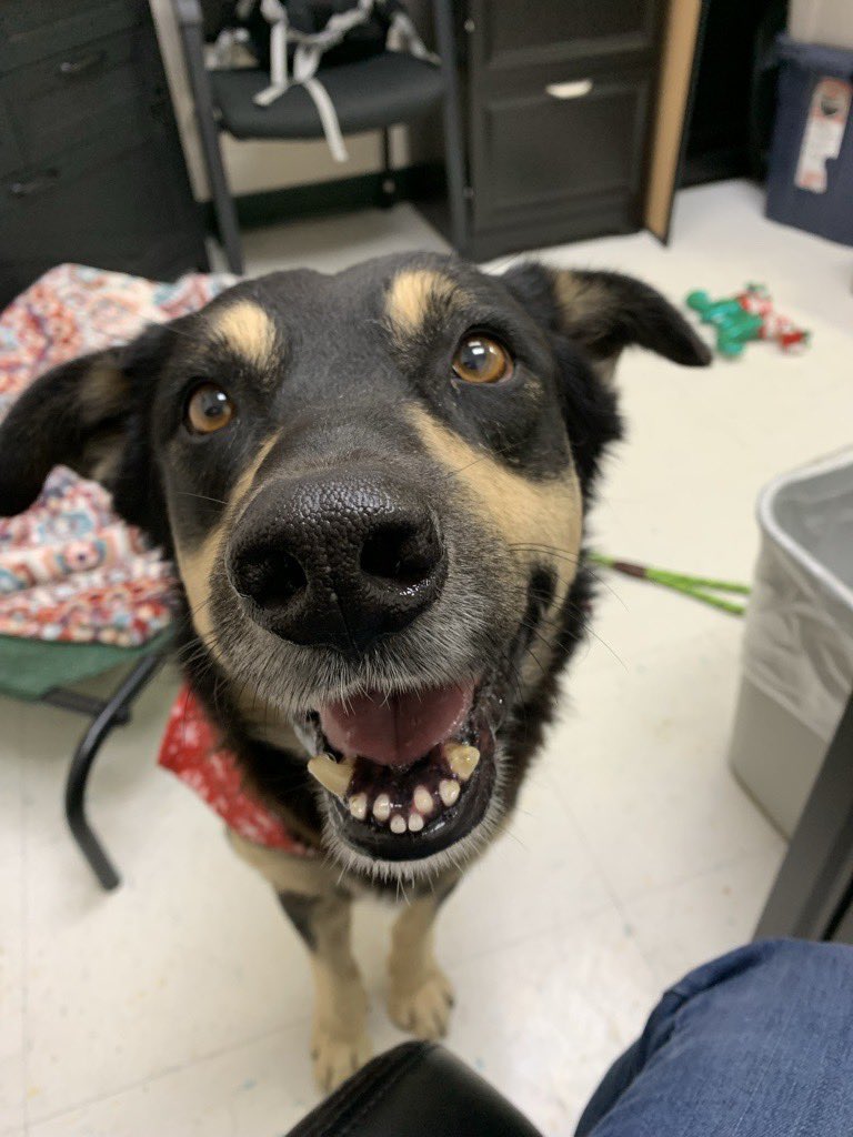 LisaBrabson's tweet image. GEORGIE #A384595 3yo 
Precious GEORGIE is so darn cute,so happy,so light hearted &amp;amp; full of love!
He has a FABULOUS personality,loves everyone,easy going,he will fill your life with joy!
Precious boy!
Plz #Adopt #Foster or #Pledge just plz save his wee life! #CorpusChristi #Texas