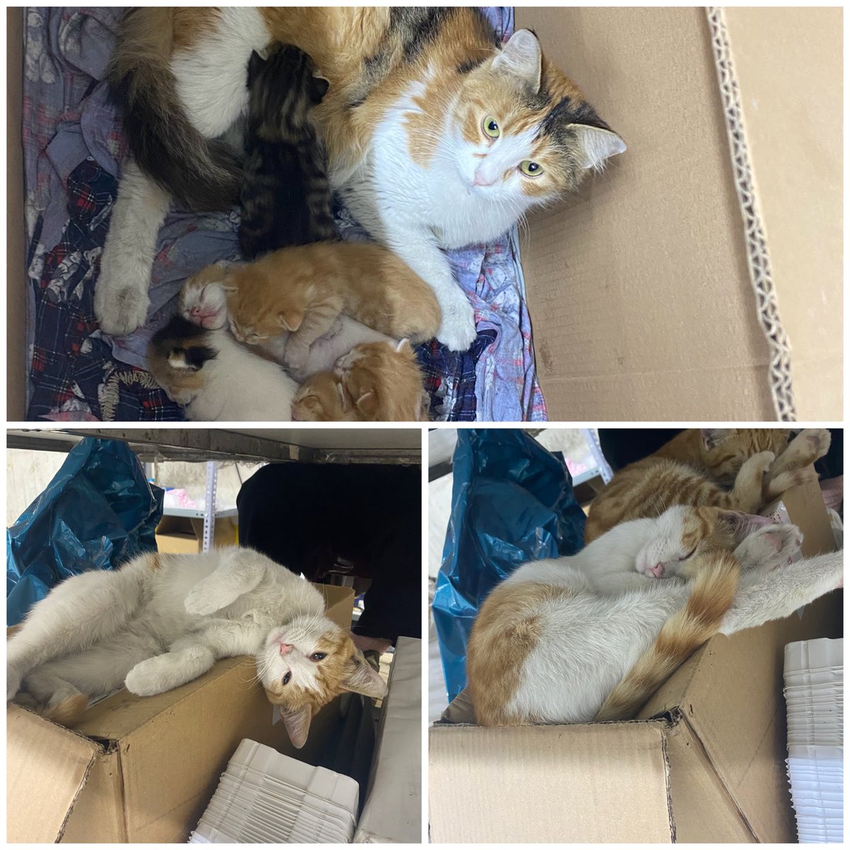 Yokmu bebek kedi isteyen Matbaadan temiz #satinalmasahiplen