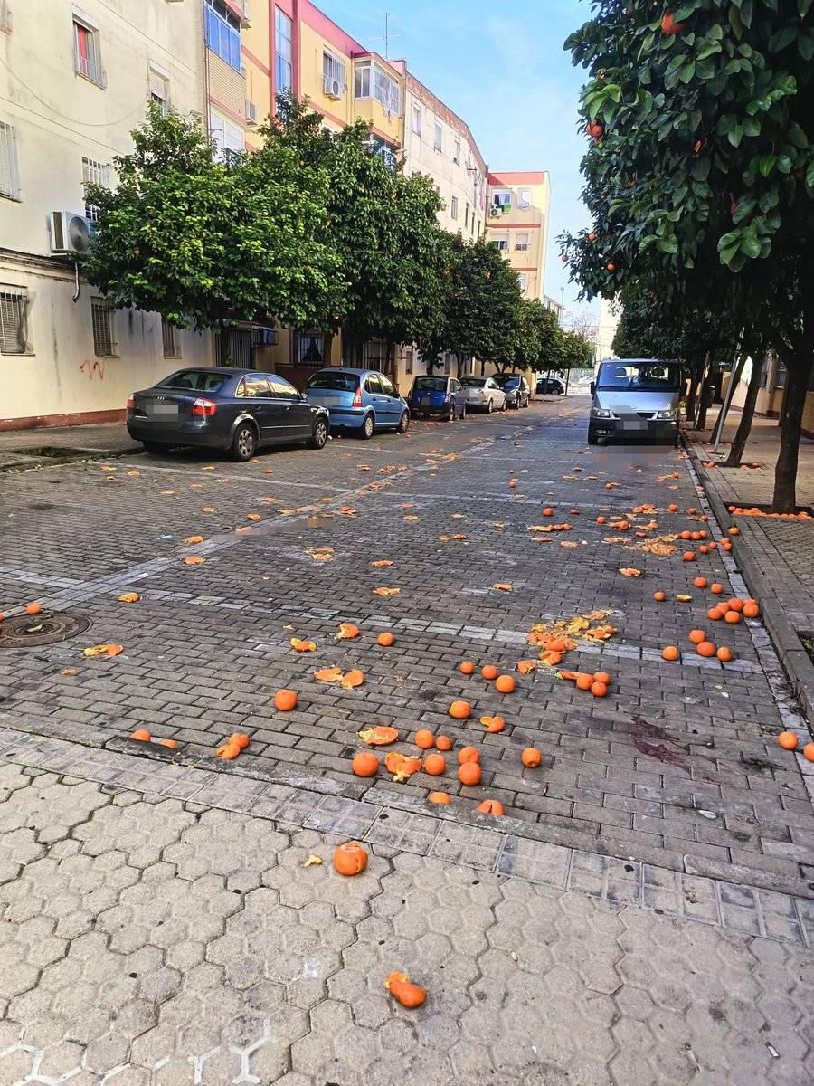 franjacasa's tweet photo. @jlsanzalcalde calle lince se ahorran recoger las naranjas, espero que mi madre de 92 años no se caiga @LipasamSevilla #limpieza #sevilla https://t.co/Tvne6kEW1E