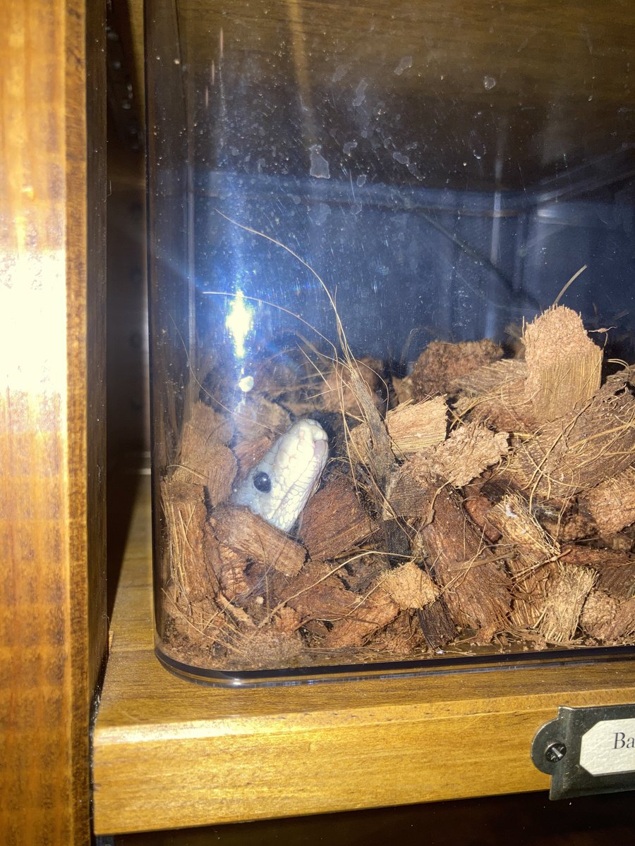 うわばみ】cocoro (@uwabami556) / Posts / X