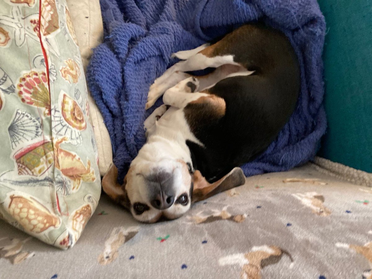 beaglefacts's tweet image. The international scientific community is generally in agreement with the hypothesis that #beagles are adorable from every angle. #beaglefacts 

📷 @DailyLolaBeagle / Twitter