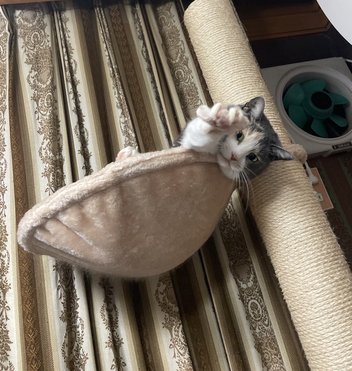 nyauchacha's tweet photo. 今年の方角を教えてくれるニャウ👹

#節分 #くらぶ活動 #猫のいる暮らし #保護猫 https://t.co/nvJRCrU72C