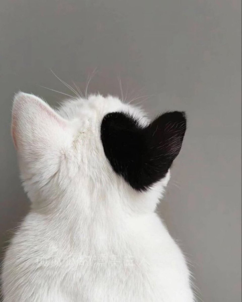 The Pets 𝕏 (@thepetsx) on Twitter photo 