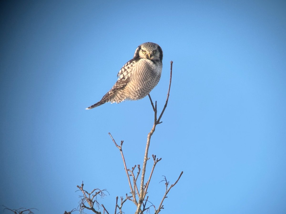 Tarvo Valker @birdinghaapsalu tweet media