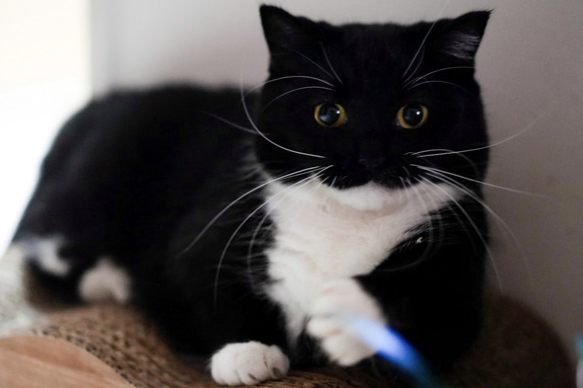 unicouniuni3's tweet image. Uni is training again today! :3