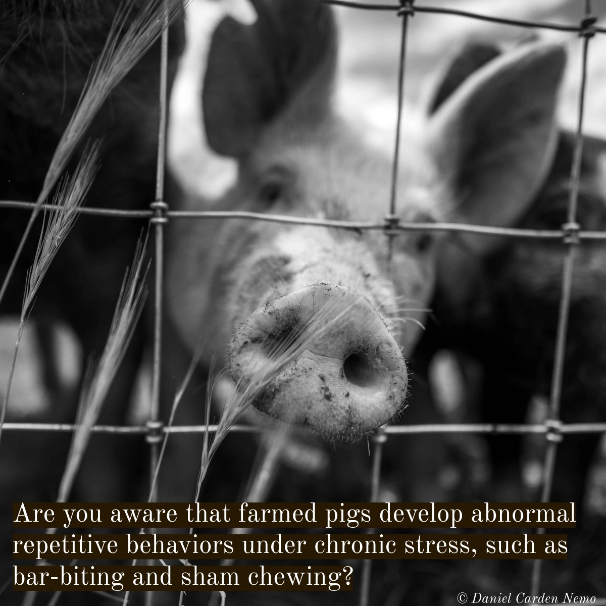 Daniel Carden Nemo tweet media