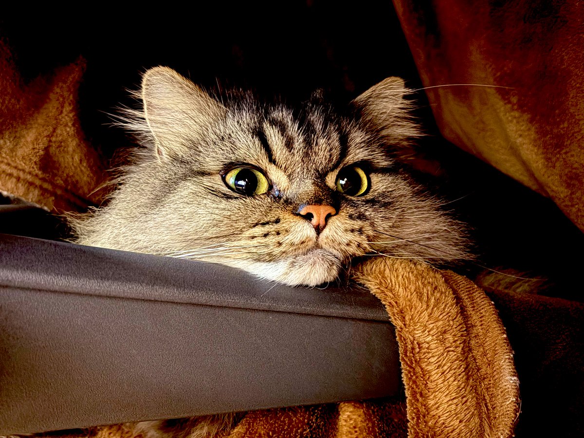 冬猫 猫が椅子の下で過ごすようになってきたら、冬だなーって感じする