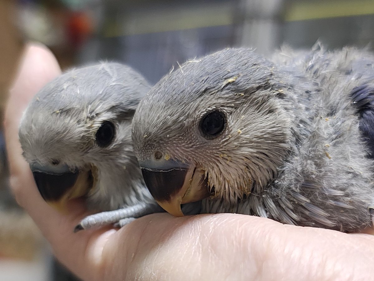 おやすみ〜🐣🐣🐣🐣💤 ①60.3g→67.4g ③60.6g→68.3g ④56.6g→63.6g