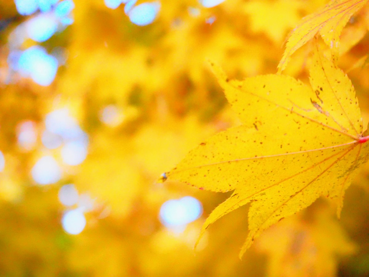 mo52colour_s's tweet photo. Autumn https://t.co/wHa5tG3YXo